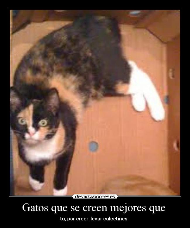 Gatos que se creen mejores que - tu, por creer llevar calcetines.