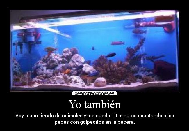 Yo también - Voy a una tienda de animales y me quedo 10 minutos asustando a los
peces con golpecitos en la pecera.