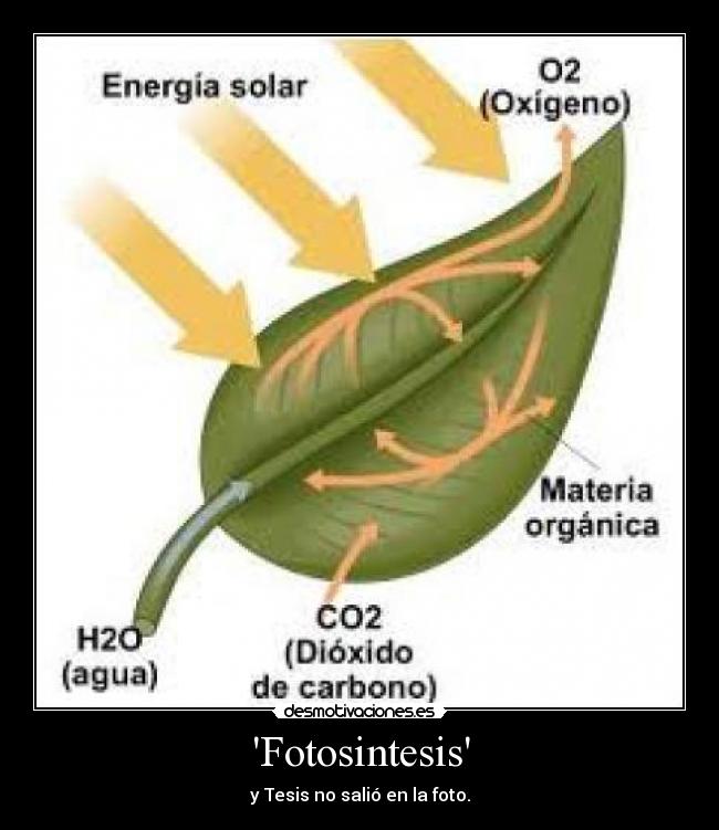 Fotosintesis - y Tesis no salió en la foto.