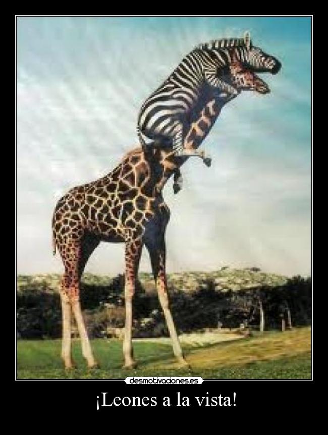 ¡Leones a la vista! - 