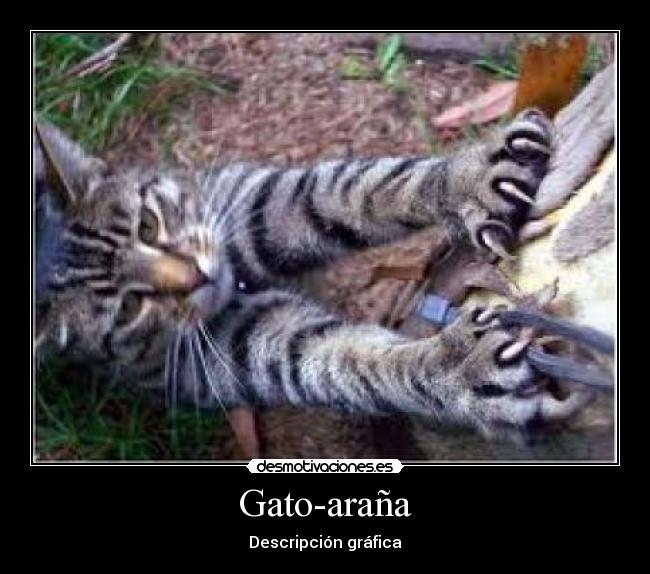 Gato-araña - 