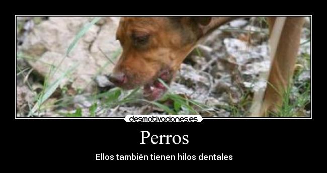 Perros - Ellos también tienen hilos dentales