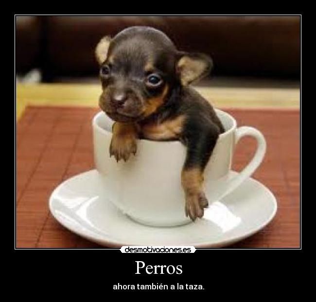 Perros - 
