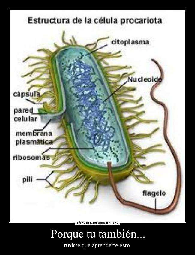Porque tu también... - 