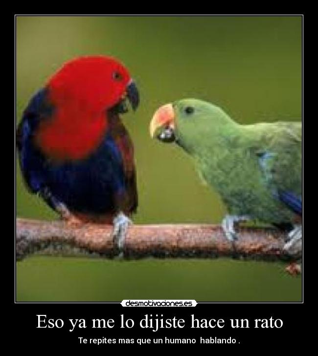 carteles loros desmotivaciones