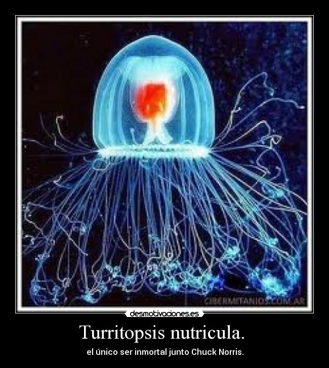 Turritopsis nutricula.  - el único ser inmortal junto Chuck Norris.