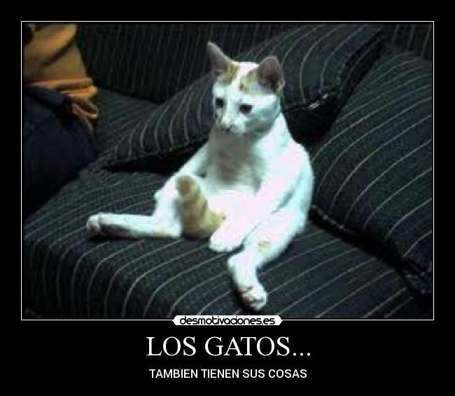 carteles gatos sey desmotivaciones