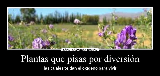 Plantas que pisas por diversión - 