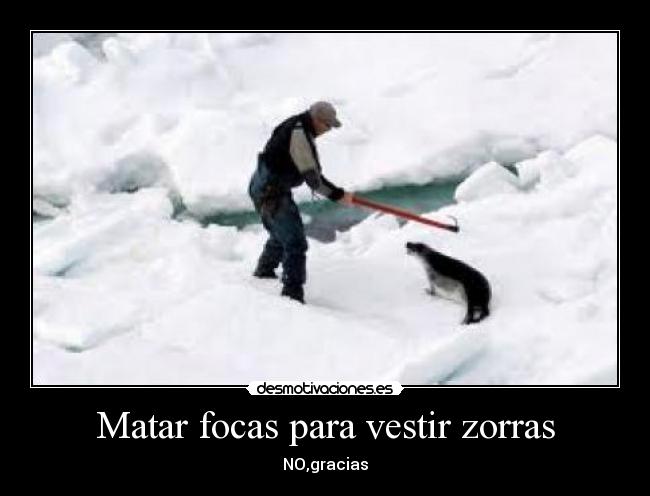 Matar focas para vestir zorras - 