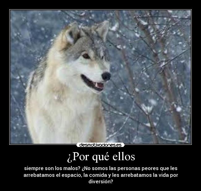 ¿Por qué ellos -
