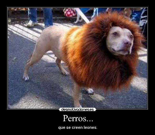 Perros... - 