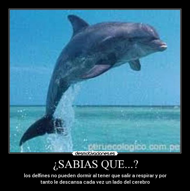 ¿SABIAS QUE...? - 