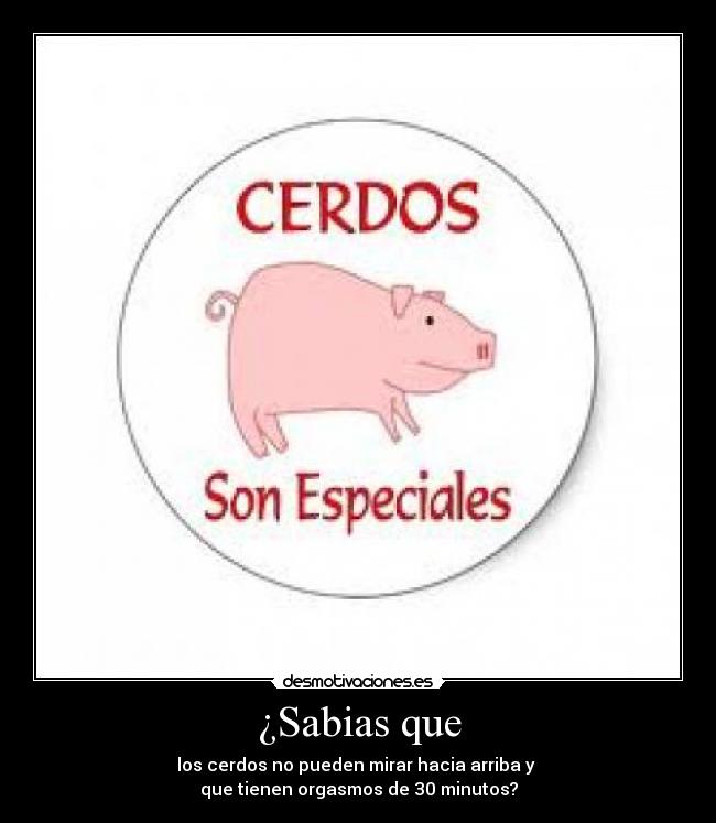 ¿Sabias que - los cerdos no pueden mirar hacia arriba y
que tienen orgasmos de 30 minutos?