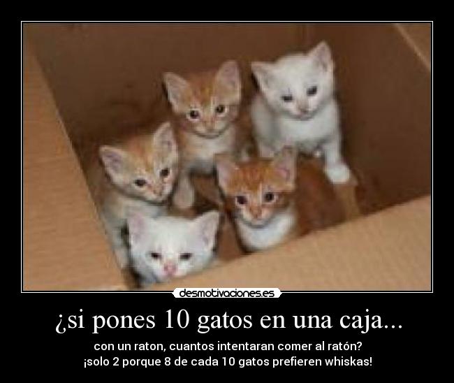 carteles gatos desmotivaciones