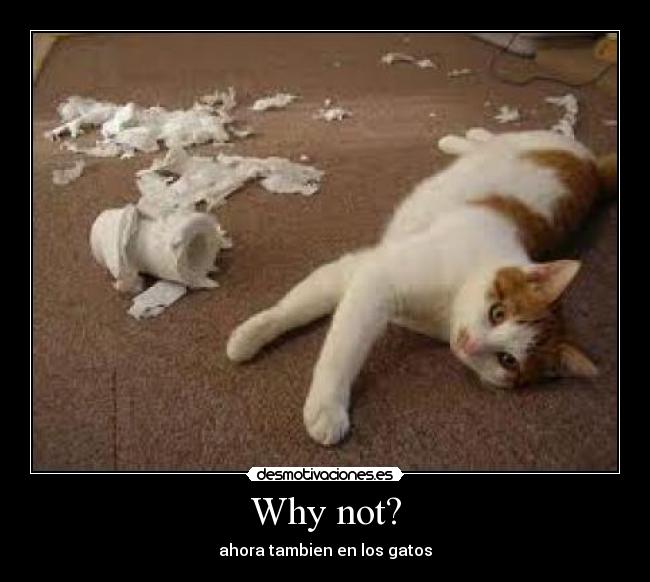 Why not? - ahora tambien en los gatos