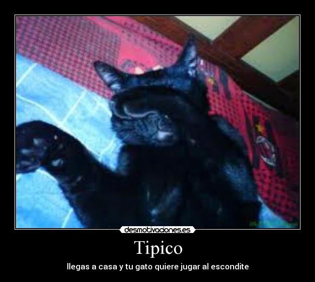 Tipico -