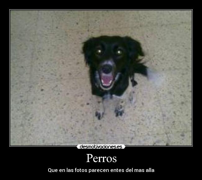 Perros -