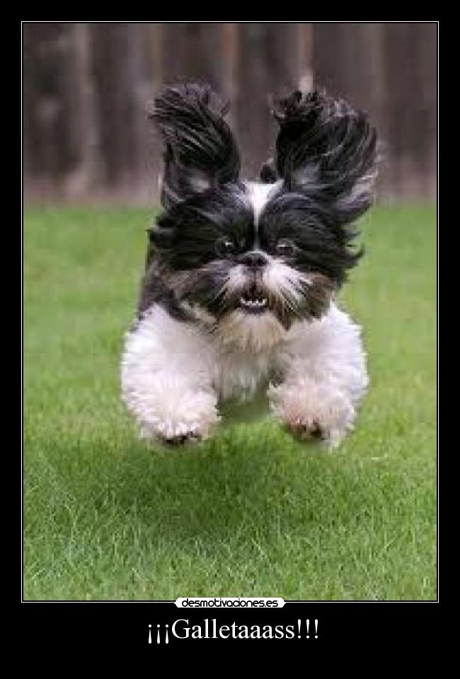 ¡¡¡Galletaaass!!! -