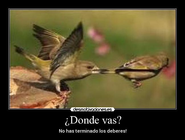 ¿Donde vas? - 