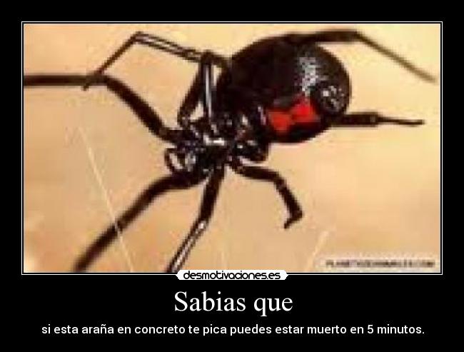 Sabias que - si esta araña en concreto te pica puedes estar muerto en 5 minutos.