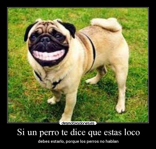carteles dicen perro desmotivaciones