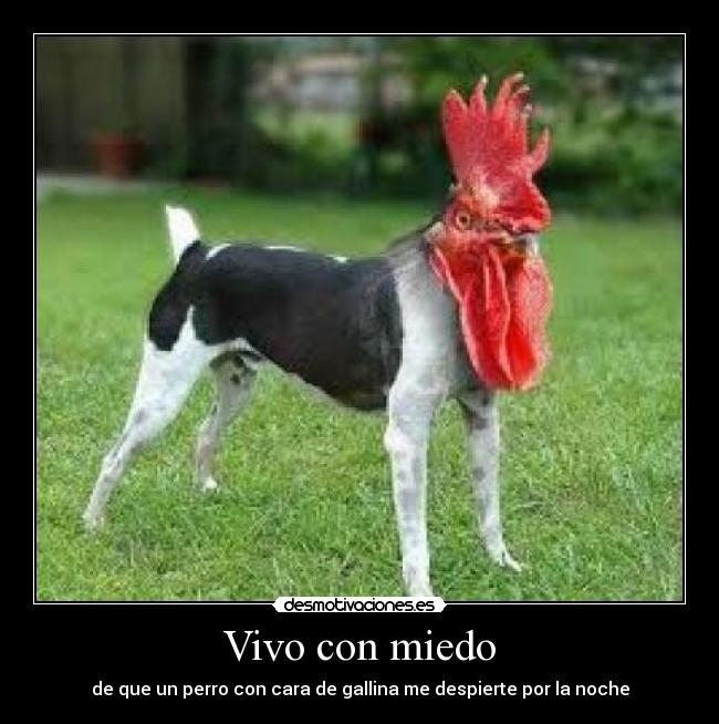 Vivo con miedo - de que un perro con cara de gallina me despierte por la noche