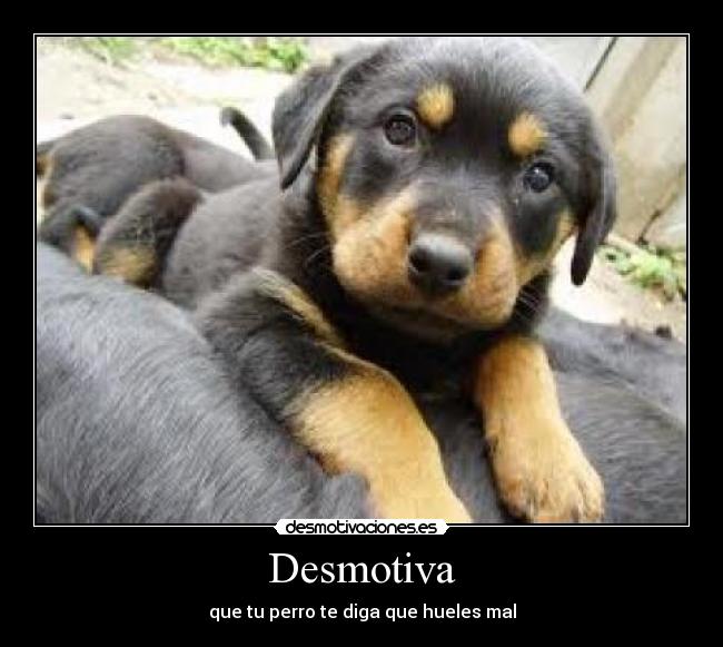 Desmotiva - que tu perro te diga que hueles mal