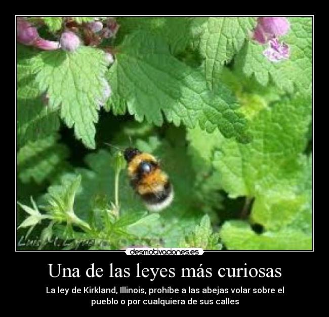 Una de las leyes más curiosas -