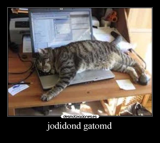 carteles gatosordenador pulsar teclas desmotivaciones