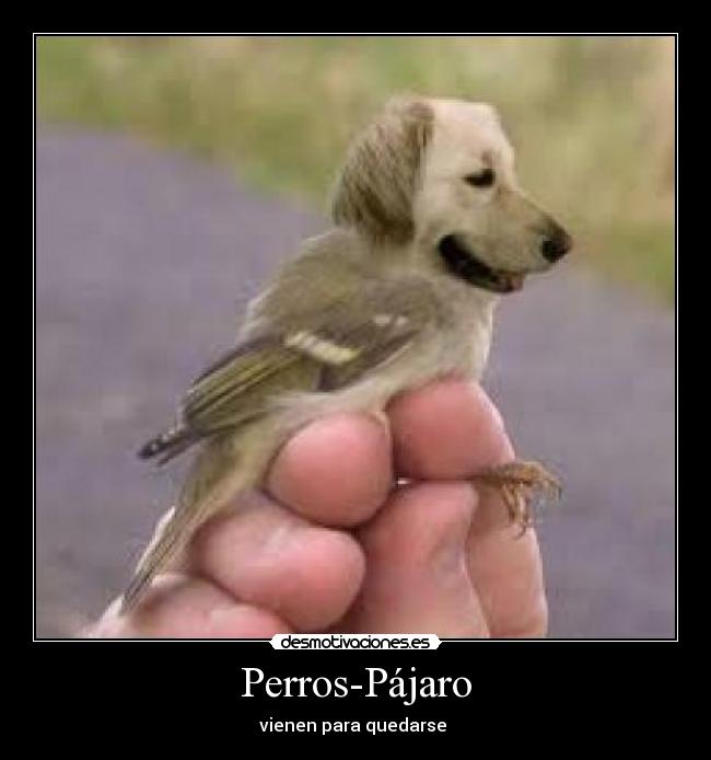 Perros-Pájaro - 