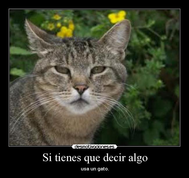 Si tienes que decir algo - usa un gato.