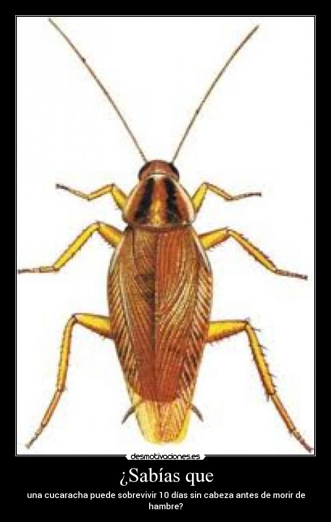 ¿Sabías que - una cucaracha puede sobrevivir 10 días sin cabeza antes de morir de hambre?