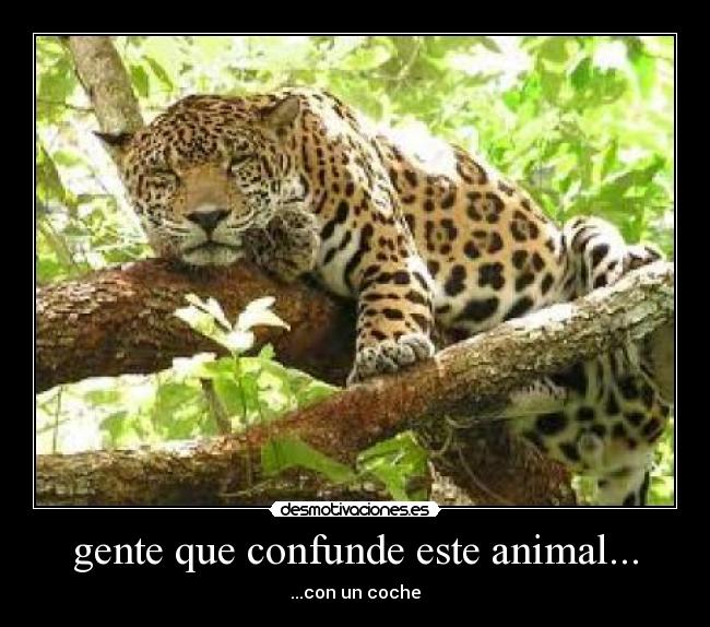 gente que confunde este animal... -