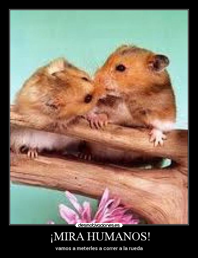 ¡MIRA HUMANOS! - vamos a meterles a correr a la rueda