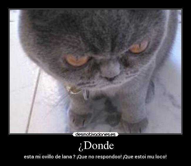 ¿Donde - esta mi ovillo de lana ? ¡Que no respondoo! ¡Que estoi mu loco!