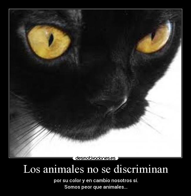 Los animales no se discriminan - por su color y en cambio nosotros sí.
Somos peor que animales...