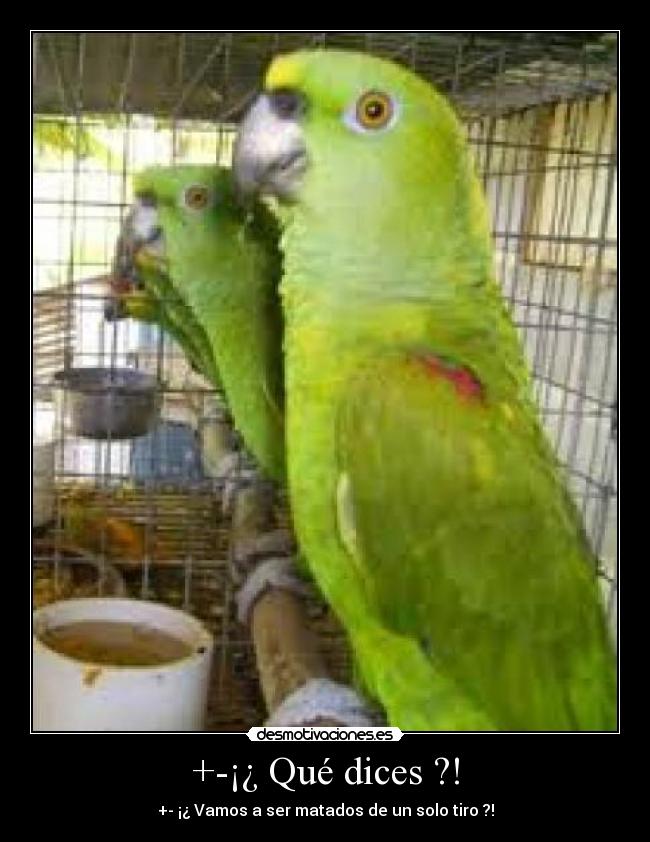 carteles pajaros desmotivaciones