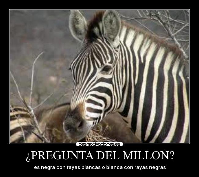 ¿PREGUNTA DEL MILLON? - es negra con rayas blancas o blanca con rayas negras