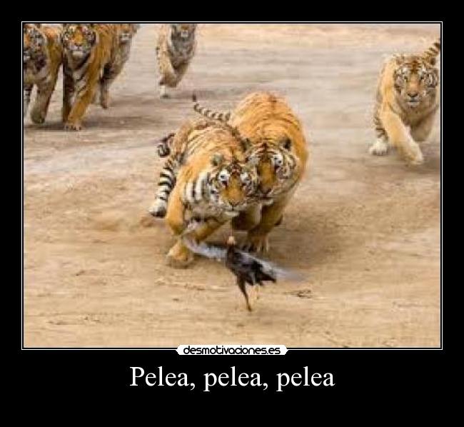 Pelea, pelea, pelea -