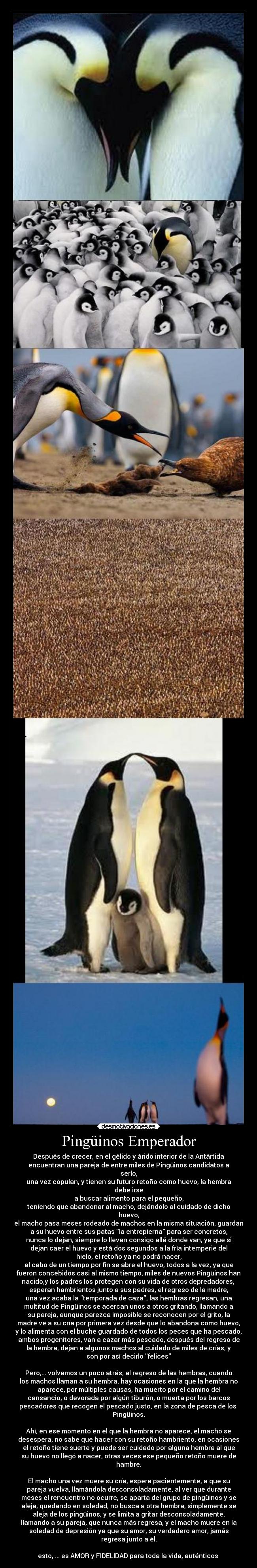 Pingüinos Emperador - Después de crecer, en el gélido y árido interior de la Antártida
encuentran una pareja de entre miles de Pingüinos candidatos a
serlo,
una vez copulan, y tienen su futuro retoño como huevo, la hembra
debe irse
a buscar alimento para el pequeño,
teniendo que abandonar al macho, dejándolo al cuidado de dicho
huevo,
el macho pasa meses rodeado de machos en la misma situación, guardan
a su huevo entre sus patas la entrepierna para ser concretos,
nunca lo dejan, siempre lo llevan consigo allá donde van, ya que si
dejan caer el huevo y está dos segundos a la fría intemperie del
hielo, el retoño ya no podrá nacer,
al cabo de un tiempo por fin se abre el huevo, todos a la vez, ya que
fueron concebidos casi al mismo tiempo, miles de nuevos Pingüinos han
nacido,y los padres los protegen con su vida de otros depredadores,
esperan hambrientos junto a sus padres, el regreso de la madre,
una vez acaba la temporada de caza, las hembras regresan, una
multitud de Pingüinos se acercan unos a otros gritando, llamando a
su pareja, aunque parezca imposible se reconocen por el grito, la
madre ve a su cría por primera vez desde que lo abandona como huevo,
y lo alimenta con el buche guardado de todos los peces que ha pescado,
ambos progenitores, van a cazar más pescado, después del regreso de
la hembra, dejan a algunos machos al cuidado de miles de crías, y
son por así decirlo felices
Pero,... volvamos un poco atrás, al regreso de las hembras, cuando
los machos llaman a su hembra, hay ocasiones en la que la hembra no
aparece, por múltiples causas, ha muerto por el camino del
cansancio, o devorada por algún tiburón, o muerta por los barcos
pescadores que recogen el pescado justo, en la zona de pesca de los
Pingüinos.
Ahí, en ese momento en el que la hembra no aparece, el macho se
desespera, no sabe que hacer con su retoño hambriento, en ocasiones
el retoño tiene suerte y puede ser cuidado por alguna hembra al que
su huevo no llegó a nacer, otras veces ese pequeño retoño muere de
hambre.
El macho una vez muere su cría, espera pacientemente, a que su
pareja vuelva, llamándola desconsoladamente, al ver que durante
meses el rencuentro no ocurre, se aparta del grupo de pingüinos y se
aleja, quedando en soledad, no busca a otra hembra, simplemente se
aleja de los pingüinos, y se limita a gritar desconsoladamente,
llamando a su pareja, que nunca más regresa, y el macho muere en la
soledad de depresión ya que su amor, su verdadero amor, jamás
regresa junto a él.
esto, ... es AMOR y FIDELIDAD para toda la vida, auténticos