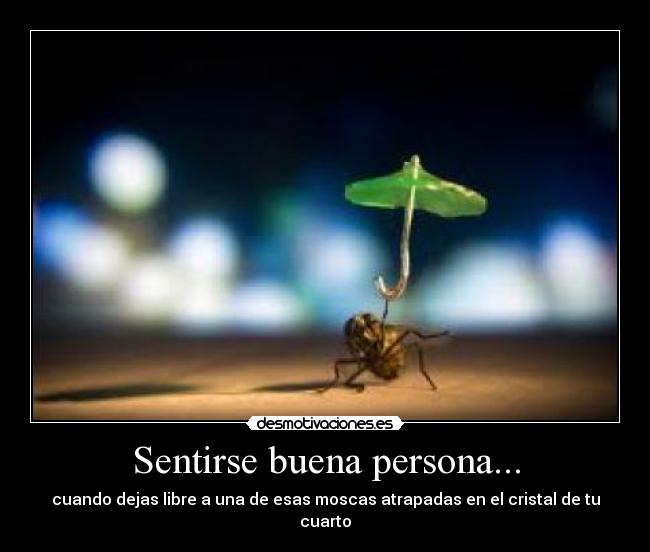 Sentirse buena persona... - cuando dejas libre a una de esas moscas atrapadas en el cristal de tu cuarto