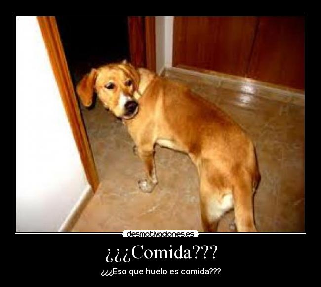 ¿¿¿Comida??? - 