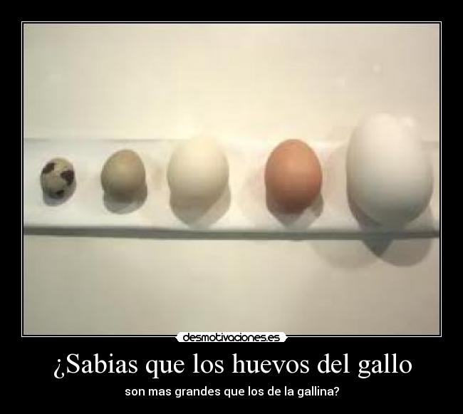 ¿Sabias que los huevos del gallo Desmotivaciones