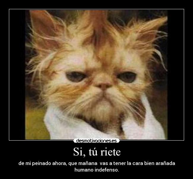 Si, tú riete - de mi peinado ahora, que mañana  vas a tener la cara bien arañada
humano indefenso.