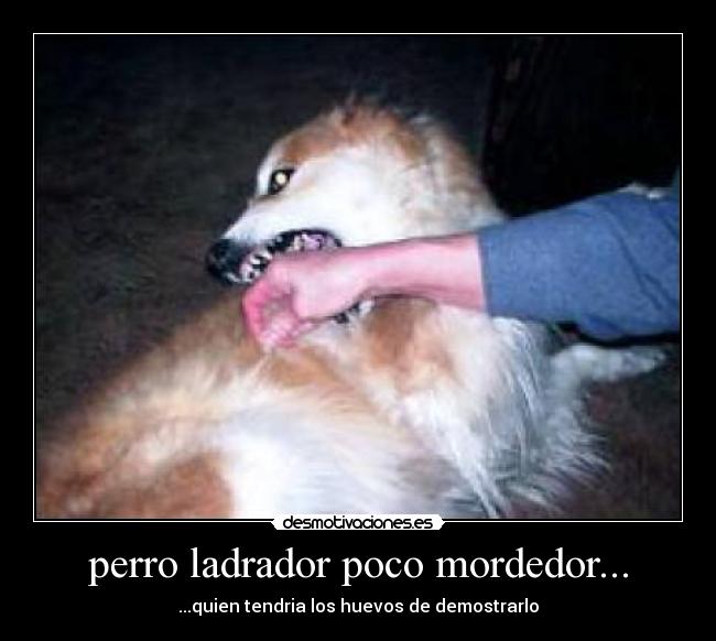 perro ladrador poco mordedor... - 