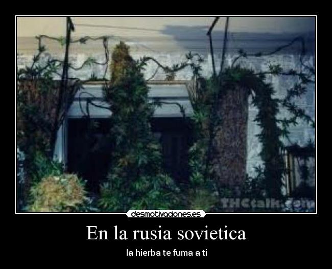 En la rusia sovietica - la hierba te fuma a ti