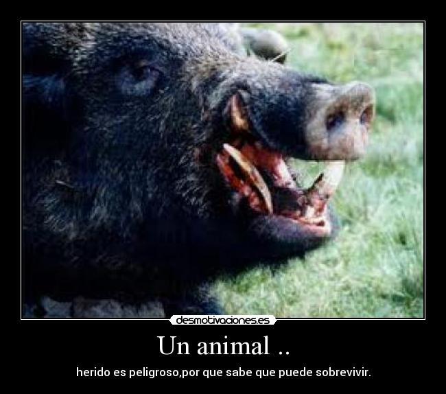 Un animal .. - 