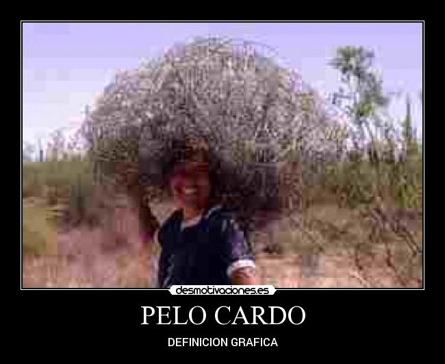 PELO CARDO - DEFINICION GRAFICA