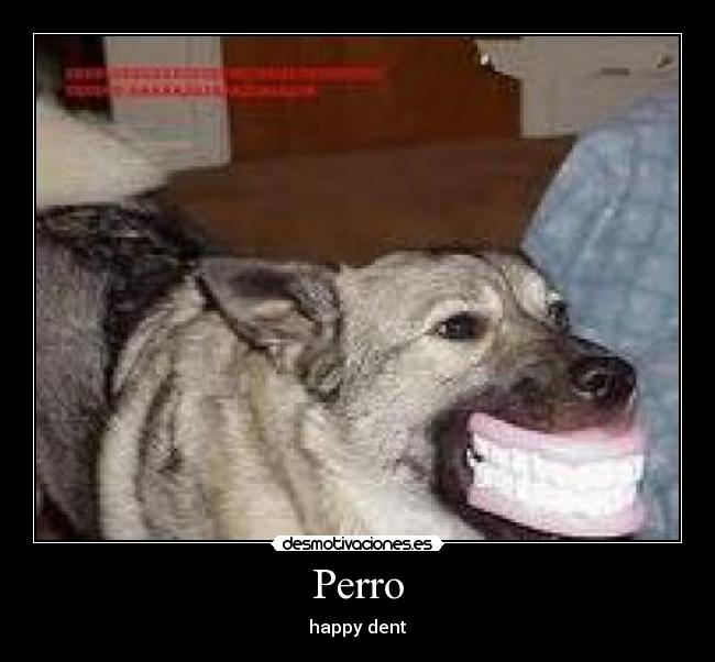 Perro - happy dent