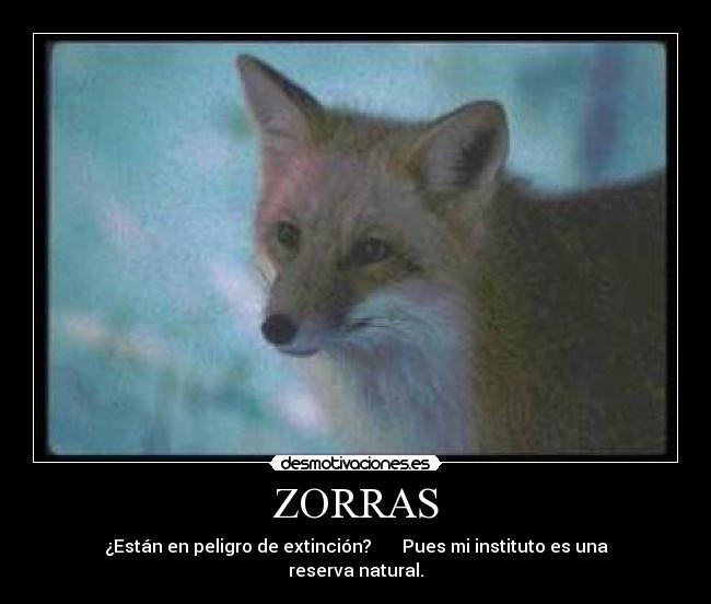 ZORRAS - ¿Están en peligro de extinción?       Pues mi instituto es una reserva natural.